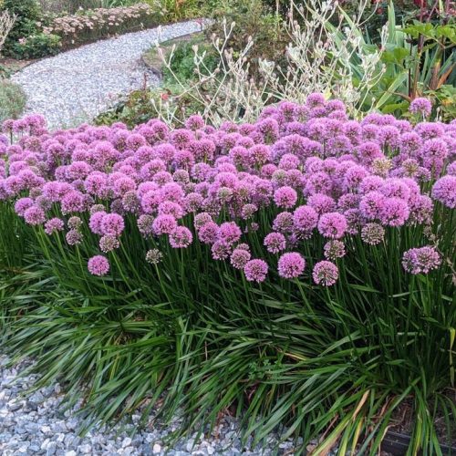 Díszhagyma – Allium 'Millenium' 