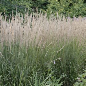 Nádtippan - Calamagrostis x acutiflora ‘Karl Foerster’