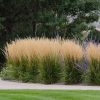 Nádtippan - Calamagrostis x acutiflora ‘Karl Foerster’