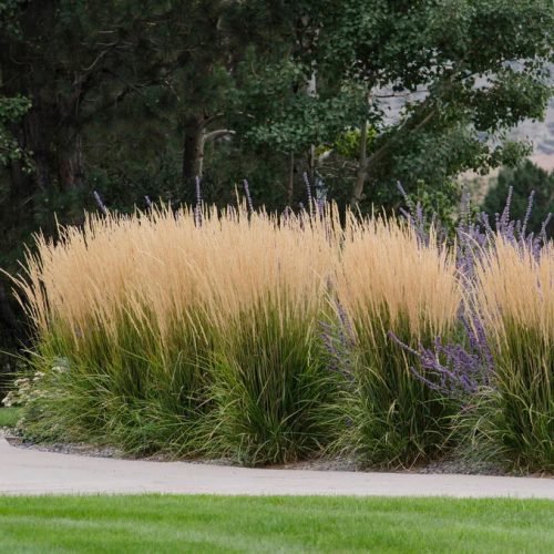Nádtippan - Calamagrostis x acutiflora ‘Karl Foerster’