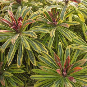 Kutyatej - Euphorbia 'Ascot Rainbow'