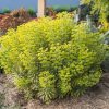Kutyatej - Euphorbia 'Ascot Rainbow'