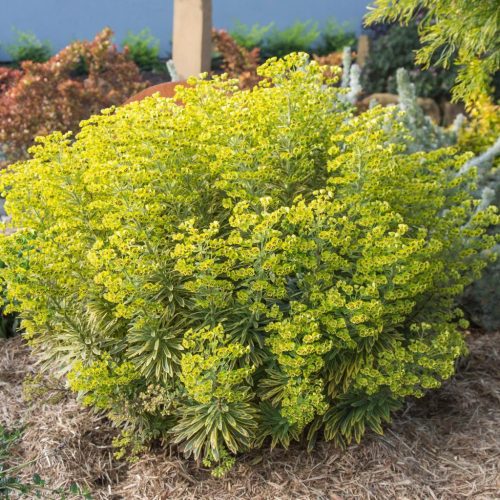Kutyatej - Euphorbia 'Ascot Rainbow'