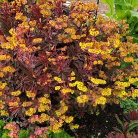 Kutyatej - Euphorbia 'Miner's Merlot'
