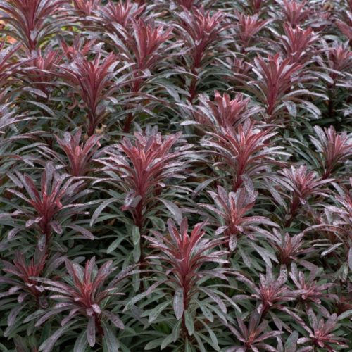 Kutyatej - Euphorbia 'Miner's Merlot'
