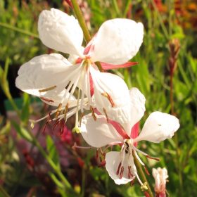   Évelő díszgyertya -  Gaura lindheimeri 'Karalee White'