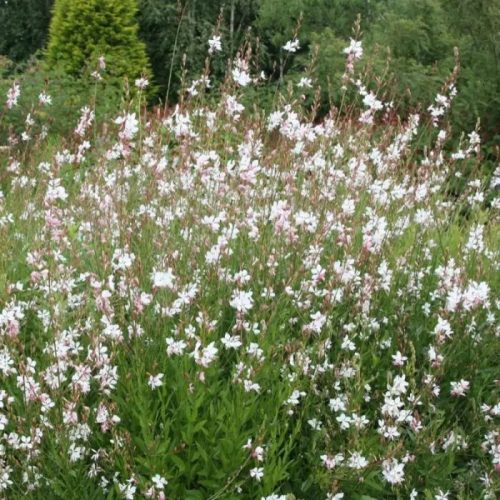 Évelő díszgyertya -  Gaura lindheimeri 'Karalee White'