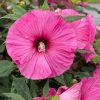Mocsári hibiszkusz  -  Hibiscus 'Candy Crush'