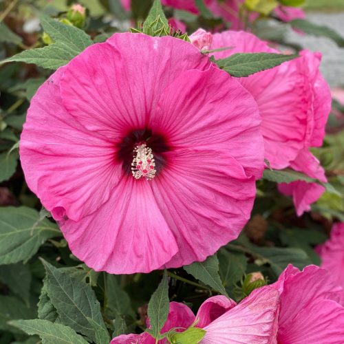 Mocsári hibiszkusz  -  Hibiscus 'Candy Crush'