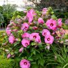 Mocsári hibiszkusz  -  Hibiscus 'Candy Crush'