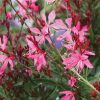 Évelő díszgyertya -  Gaura lindheimeri 'Karalee White'