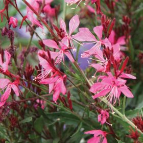   Évelő díszgyertya -  Gaura lindheimeri 'Siskiyou Pink'