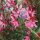 Évelő díszgyertya -  Gaura lindheimeri 'Siskiyou Pink'