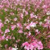 Évelő díszgyertya -  Gaura lindheimeri 'Karalee White'