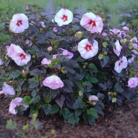  Mocsári hibiszkusz - Hibiscus moscheutos ‘Perfect Storm’ 