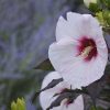 Mocsári hibiszkusz - Hibiscus moscheutos ‘Perfect Storm’ 
