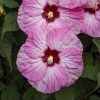Mocsári hibiszkusz - Hibiscus moscheutos 'Spinderella' 