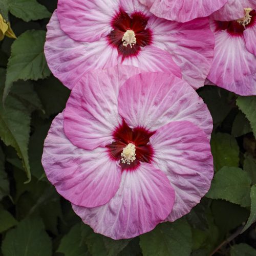 Mocsári hibiszkusz - Hibiscus moscheutos 'Spinderella' 