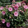 Mocsári hibiszkusz - Hibiscus moscheutos 'Spinderella' 