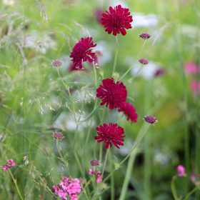 Macedón varfű - Knautia macedonica 'Red Knight'