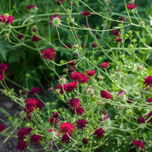 Macedón varfű - Knautia macedonica 'Red Knight'