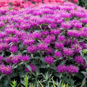 Méhbalzsam - Monarda 'Balmy Lilac'