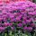 Méhbalzsam - Monarda 'Balmy Lilac'