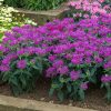 Méhbalzsam - Monarda 'Balmy Lilac'