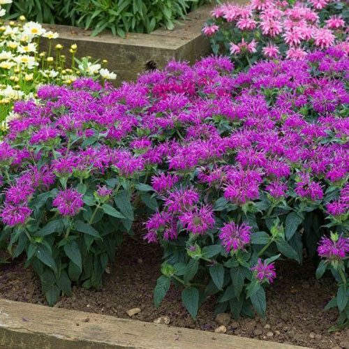 Méhbalzsam - Monarda 'Balmy Lilac'