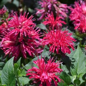 Méhbalzsam - Monarda 'Balmy Rose'