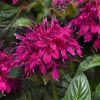 Méhbalzsam - Monarda 'Balmy Rose'
