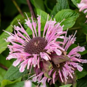 Méhbalzsam - Monarda 'Beauty of Cobham' 
