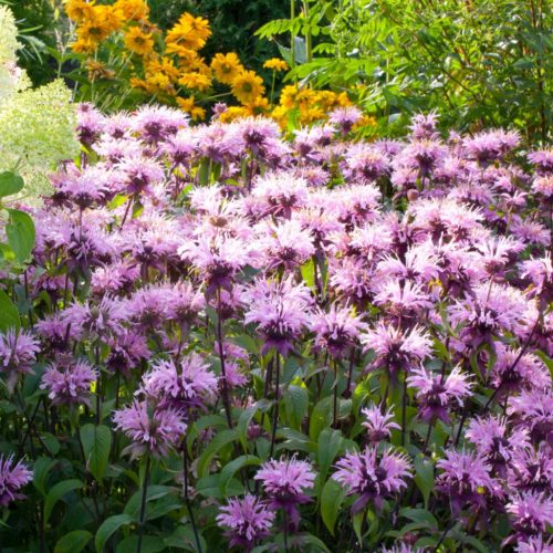Méhbalzsam - Monarda 'Beauty of Cobham' 