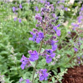   Macskamenta - Nepeta x faassenii 'Walker's Low'