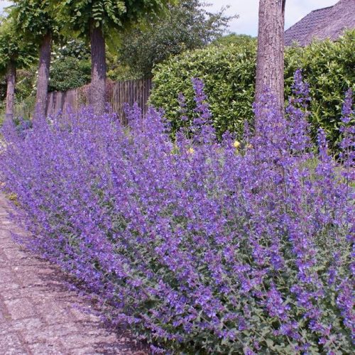 Macskamenta - Nepeta x faassenii 'Walker's Low'