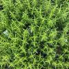 Rozmaring -  Rosmarinus officinalis 'Speedy'