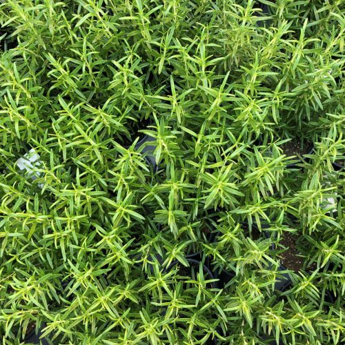 Rozmaring -  Rosmarinus officinalis 'Speedy'