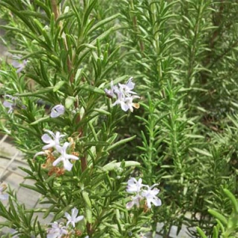 Rozmaring -  Rosmarinus officinalis 'Speedy'