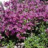 Kúszó kakukkfű - Thymus praecox 'Creeping Red'