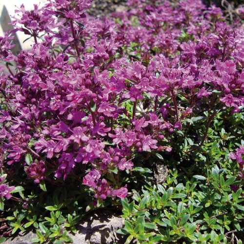 Kúszó kakukkfű - Thymus praecox 'Creeping Red'