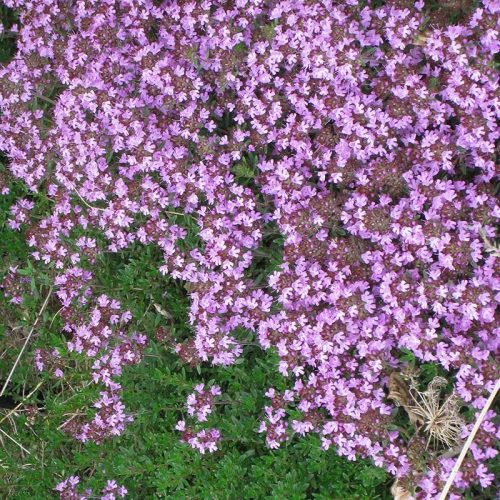 Kúszó kakukkfű - Thymus praecox 'Creeping Red'