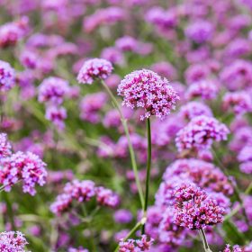 Ernyős verbána - Verbena bonariensis ‘Lollipop’