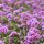Ernyős verbána - Verbena bonariensis ‘Lollipop’