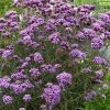 Ernyős verbána - Verbena bonariensis ‘Lollipop’