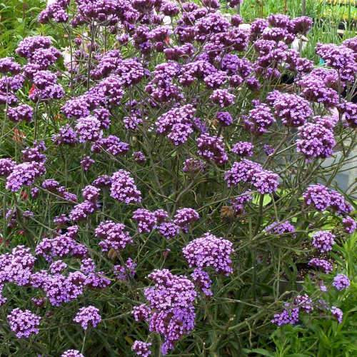 Ernyős verbána - Verbena bonariensis ‘Lollipop’