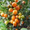 Kalamondin - Citrus Calamondin 