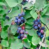 Égerlevelű fanyarka - Amelanchier alnifolia ’Krasnojarskaja’
