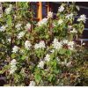 Égerlevelű fanyarka - Amelanchier alnifolia ’Krasnojarskaja’