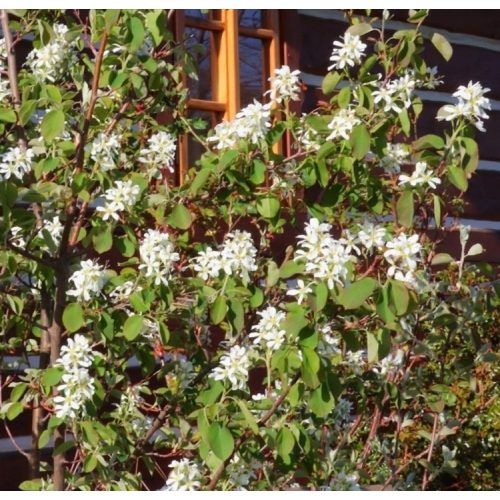 Égerlevelű fanyarka - Amelanchier alnifolia ’Krasnojarskaja’