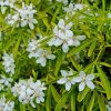 Mexikói narancsvirag - Choisya ternata 'Goldfingers'